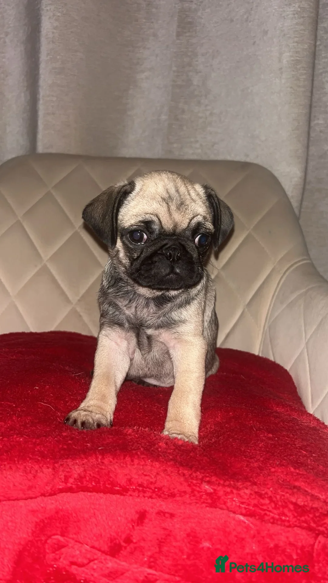 Pug dogs for sale: Pedigree female pugs kc registered 8 weeks old  - Advert 3