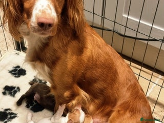 Cocker Spaniel dogs (Only 3 left) Working Cocker Spaniel Pups F1B - Advert 3