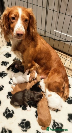 Cocker Spaniel dogs - Advert 1