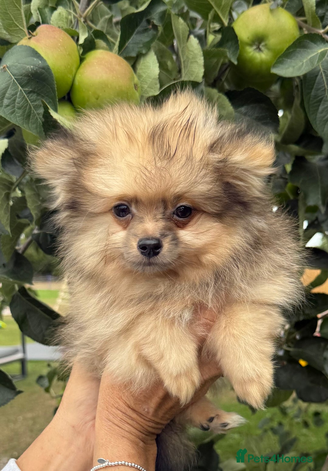Pomeranian dogs for sale: Gorgeous Pomeranians for sale  - Image 3