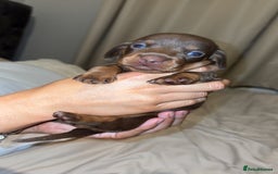 Miniature Dachshund dogs for sale: Dachshund puppy’s forsale  - Image 5