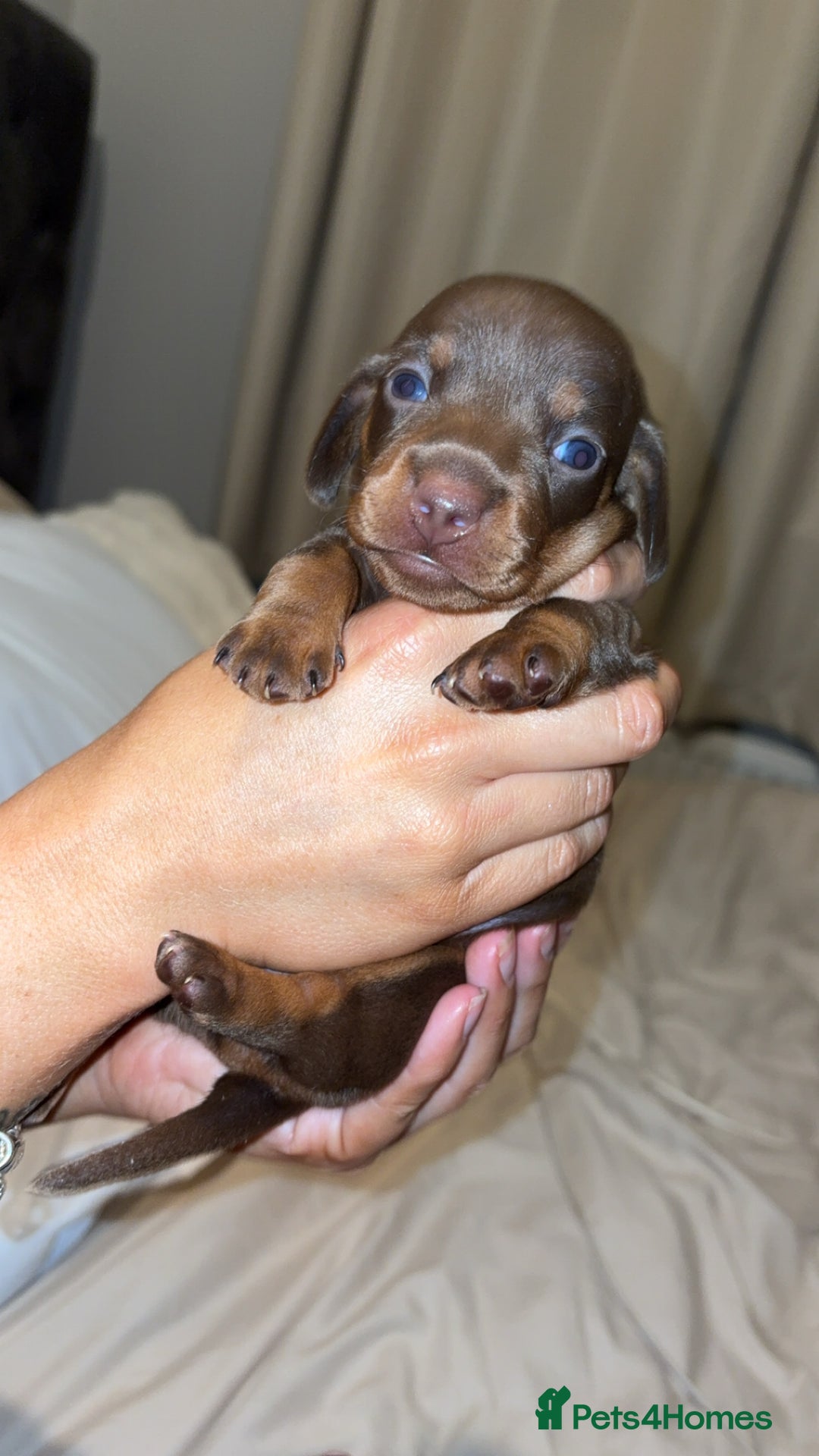 Miniature Dachshund dogs for sale: Dachshund puppy’s forsale  - Image 5