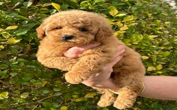 Miniature Poodle dogs for sale: Miniature poodles - Image 22