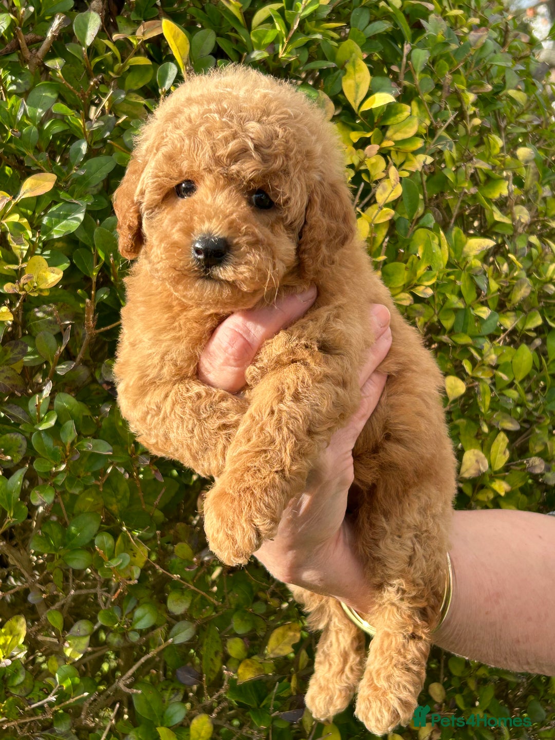 Miniature Poodle dogs for sale: Miniature poodles - Image 22