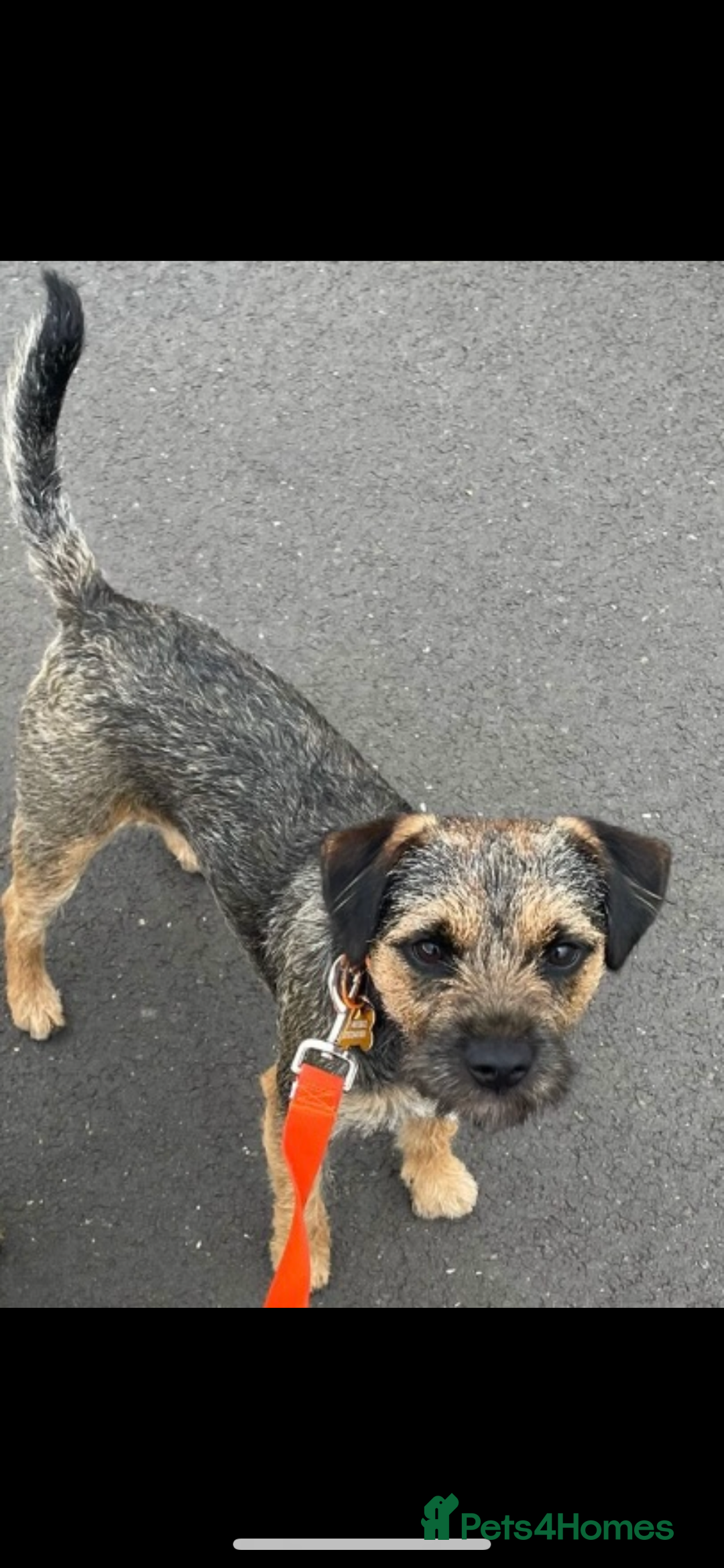 Border Terrier dogs for sale: Border Terrier puppies - Image 10
