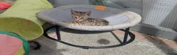 Bengal cats for sale: 😻😻 Beautiful Bengal Cross Kittens For Sale 😻😻 - Advert 34