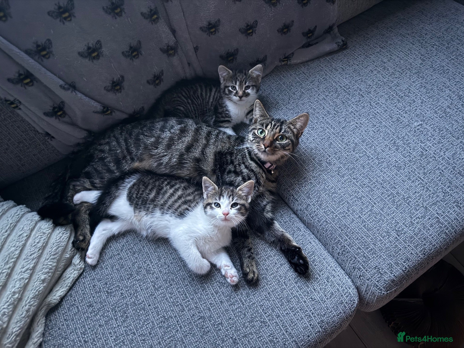 Mixed Breed cats Male Kittens needing new homes  - Advert 9