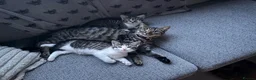 Mixed Breed cats for sale: Male Kittens needing new homes  in Swansea - Advert 1