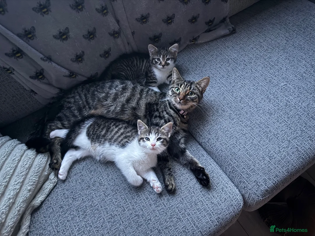 Mixed Breed cats for sale: Male Kittens needing new homes  in Swansea - Advert 1