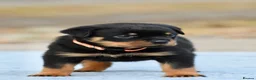 Rottweiler dogs for sale: Phenomenal old fashioned, health tested parents - Advert 10