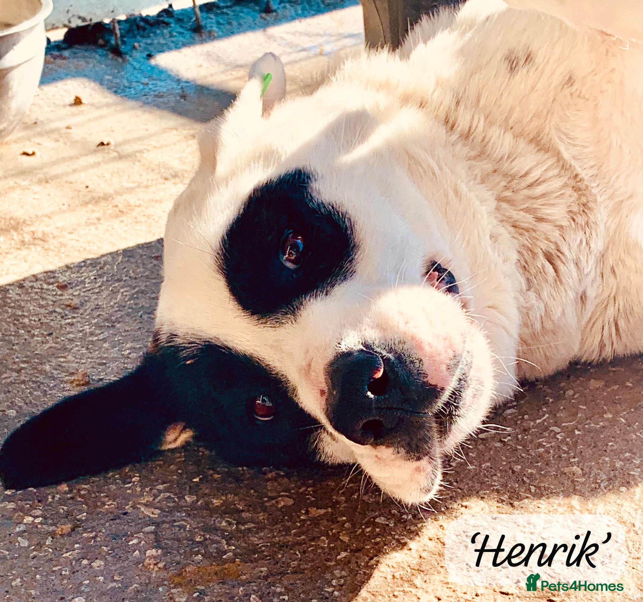 Mixed Breed dogs Henrik, 4 yrs approx. Available for adoption. in Brixham - Advert 9