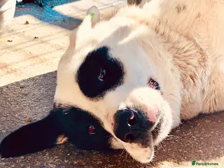 Mixed Breed dogs Henrik, 4 yrs approx. Available for adoption. in Brixham - Advert 9