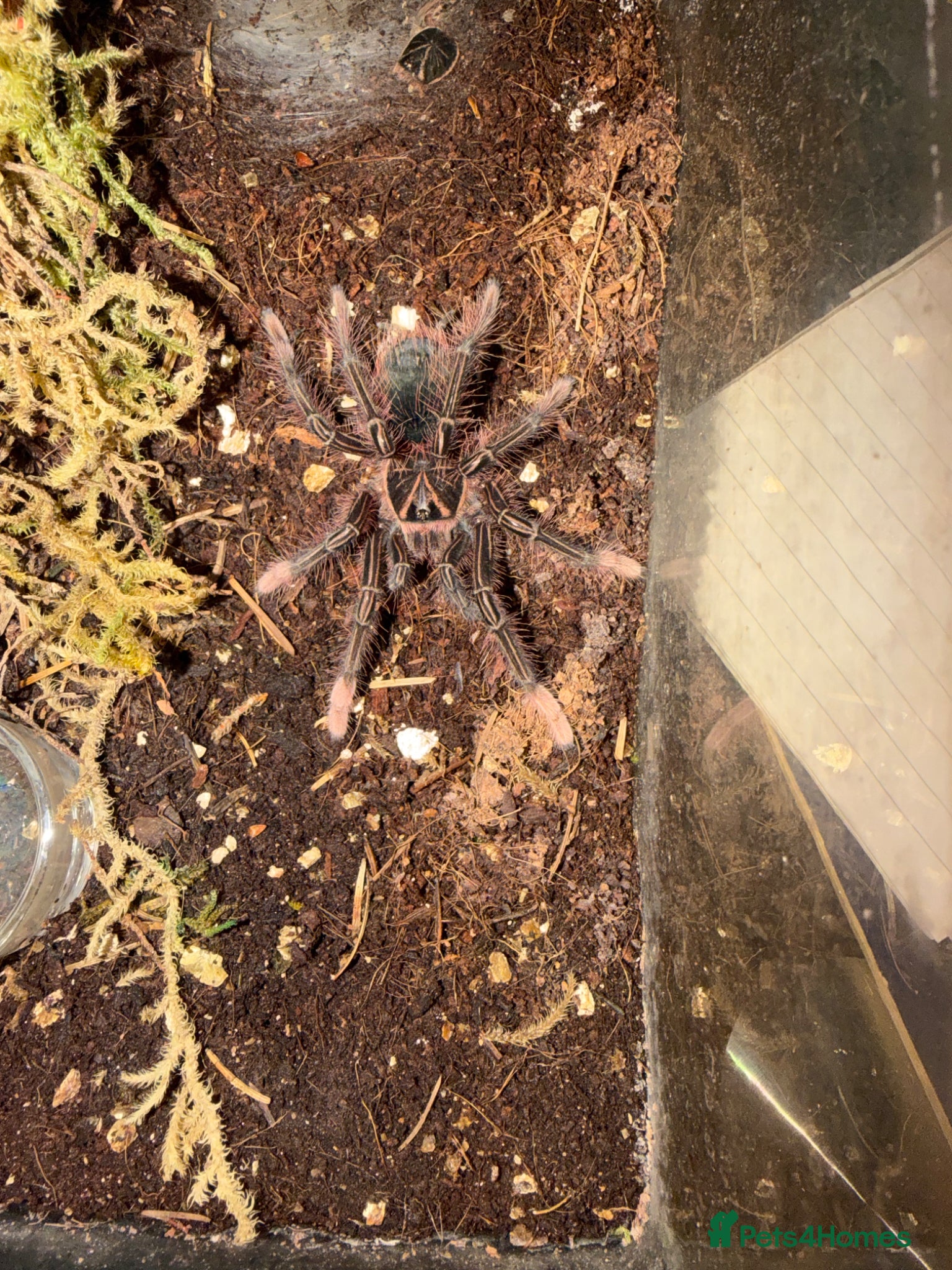 Tarantulas invertebrates Therophosa apophysis pink foot Goliath birdeater - Advert 1