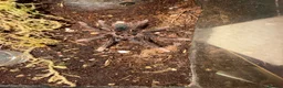 Tarantulas invertebrates for sale: Therophosa apophysis pink foot Goliath birdeater in Stoke-on-Trent - Advert 1