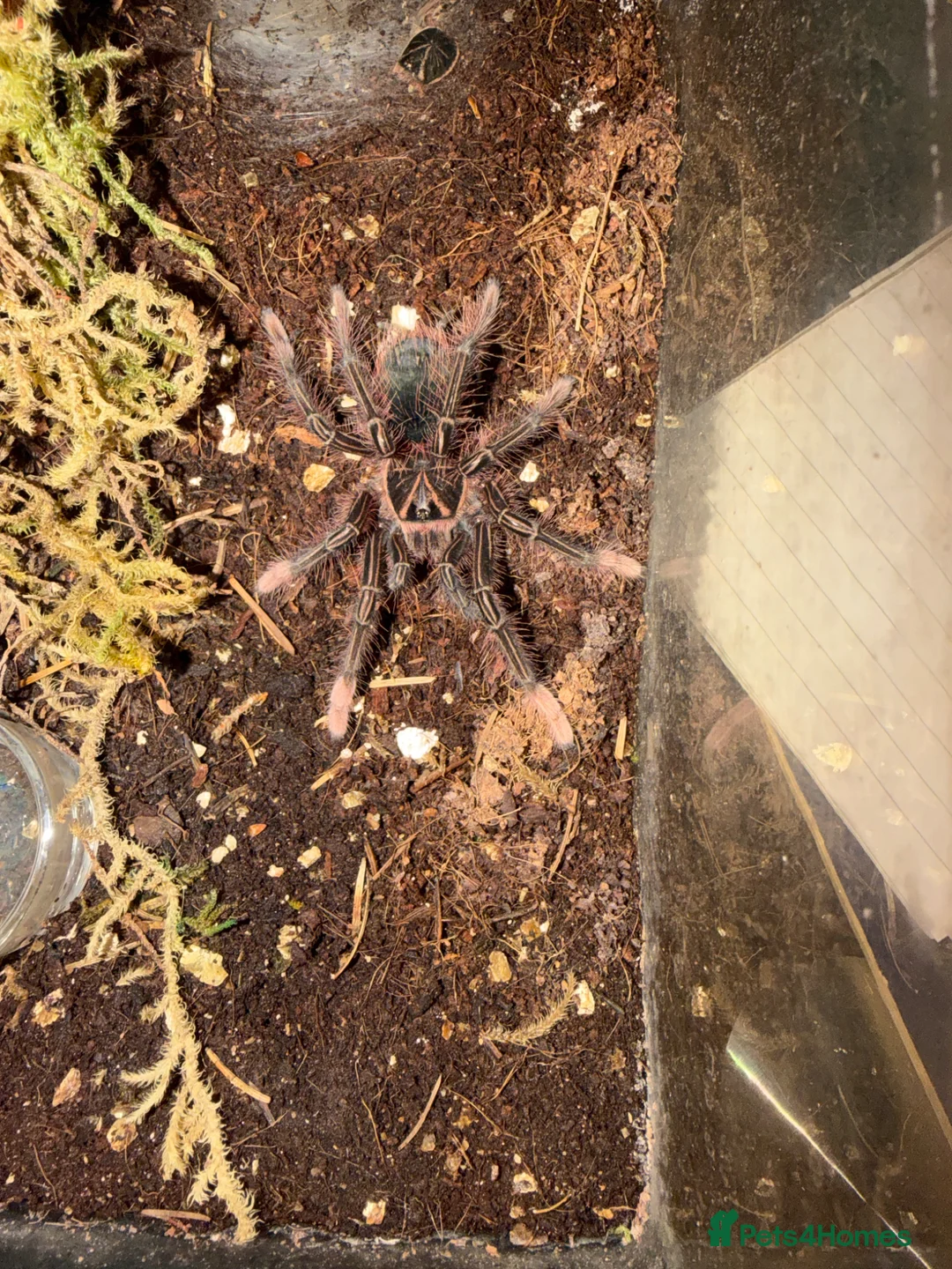 Tarantulas invertebrates for sale: Therophosa apophysis pink foot Goliath birdeater in Stoke-on-Trent - Advert 1