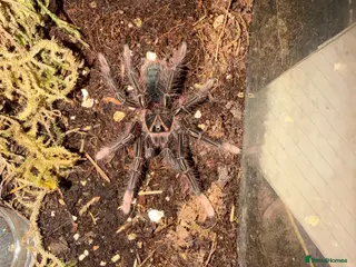 Tarantulas invertebrates Therophosa apophysis pink foot Goliath birdeater - Advert 3
