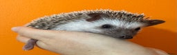 Pygmy Hedgehog rodents for sale: Pretty baby African Pygmy hedgehogs for sale - Advert 1