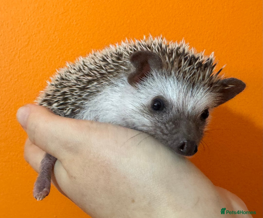 Pygmy Hedgehog rodents for sale: Pretty baby African Pygmy hedgehogs for sale - Advert 1