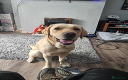 Labrador Retriever dogs for sale: Quinn - Image 1