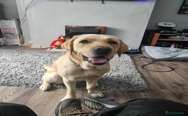 Labrador Retriever dogs - Advert 3
