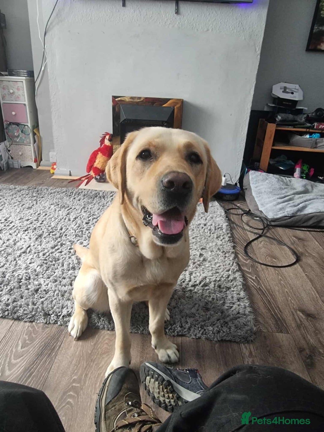 Labrador Retriever dogs for sale: Quinn - Image 1