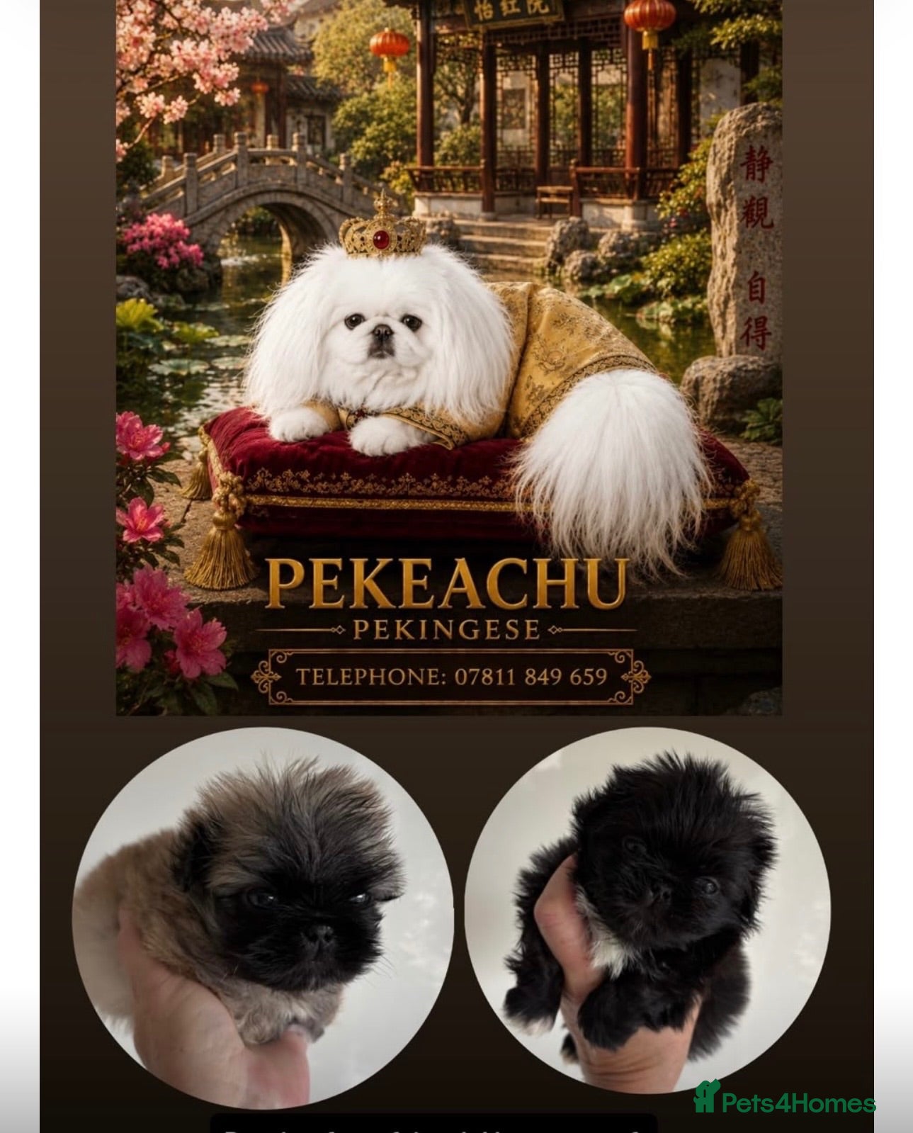 Pekingese dogs 💙 TINY MALE AVAILABLE 💙 - Advert 3