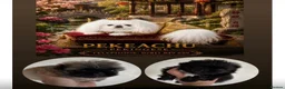 Pekingese dogs for sale: 💙 TINY SLEEVE MALE AVAILABLE 💙 - Advert 1