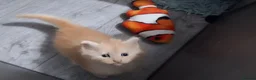 Ragcoon cats for sale: Bouncing beauties ready to go  - Advert 8