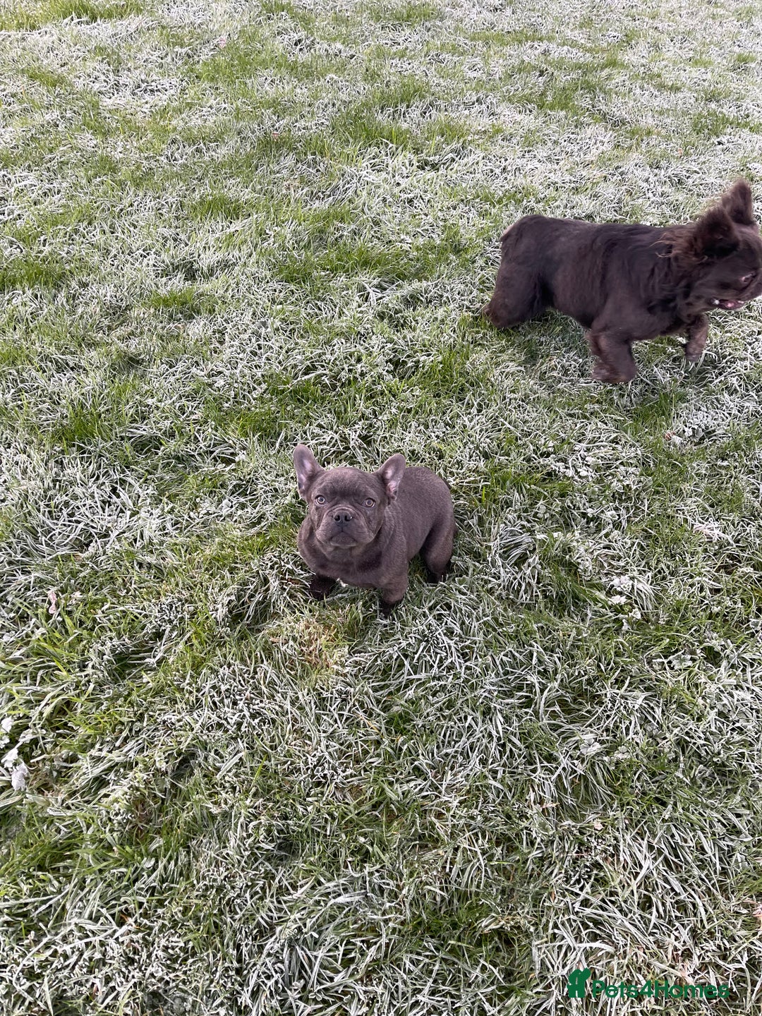 French Bulldog dogs for sale: French bulldog - Advert 2