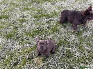 French Bulldog dogs French bulldog - Advert 18