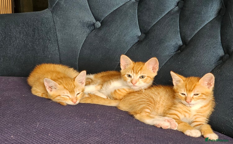 Bengal cats - Advert 5