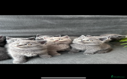 British Shorthair cats for sale: PURE PEDIGREE BSH KITTENS - Image 19