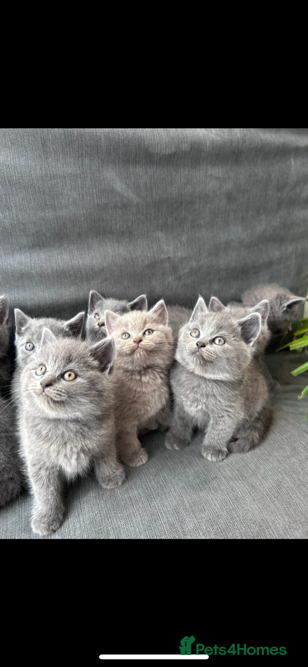British Shorthair cats for sale: PURE PEDIGREE BSH KITTENS - Image 19