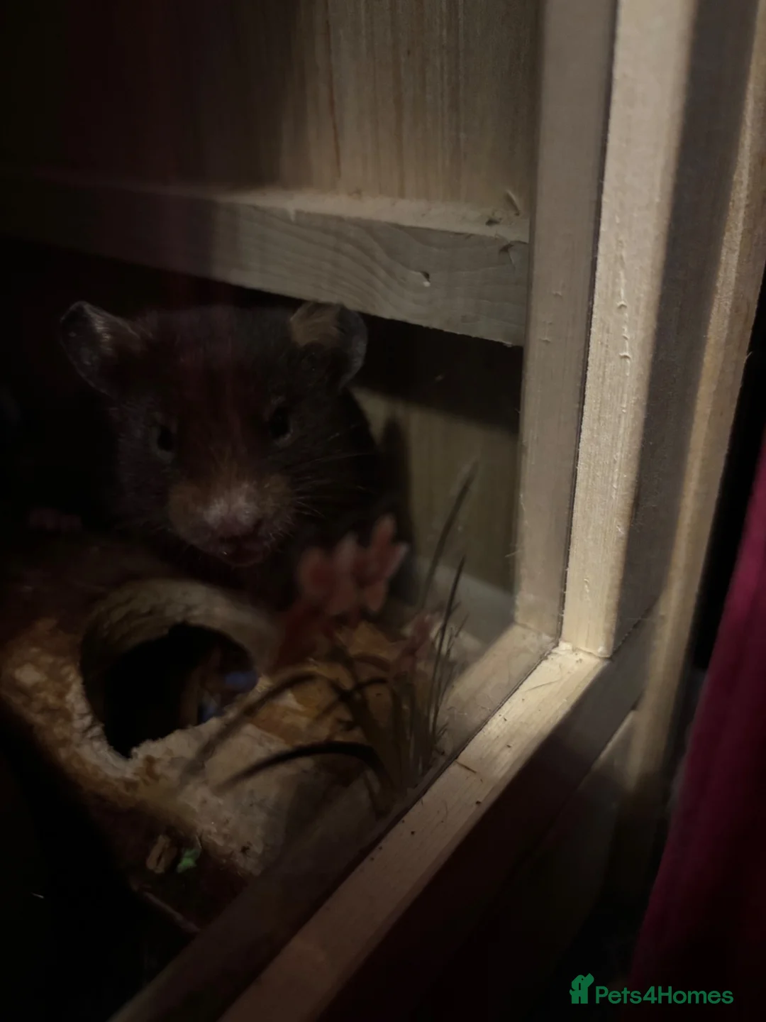 Hamster rodents for sale: Grown on hamsters  - Advert 1