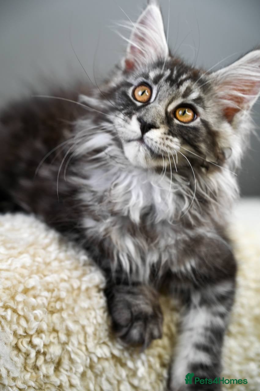 Maine Coon cats 🧬 Champion line kittens - TICA REGISTERED 🎖️ - Advert 5