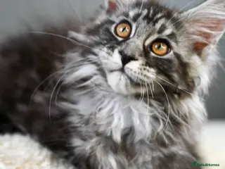 Maine Coon cats 🧬 Champion line kittens - TICA REGISTERED 🎖️ - Advert 5