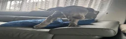 Great Dane dogs for sale: Gorgeous blue KC Great Danes.Ready now! - Advert 9