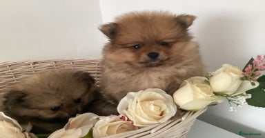 Pomeranian dogs - Advert 6