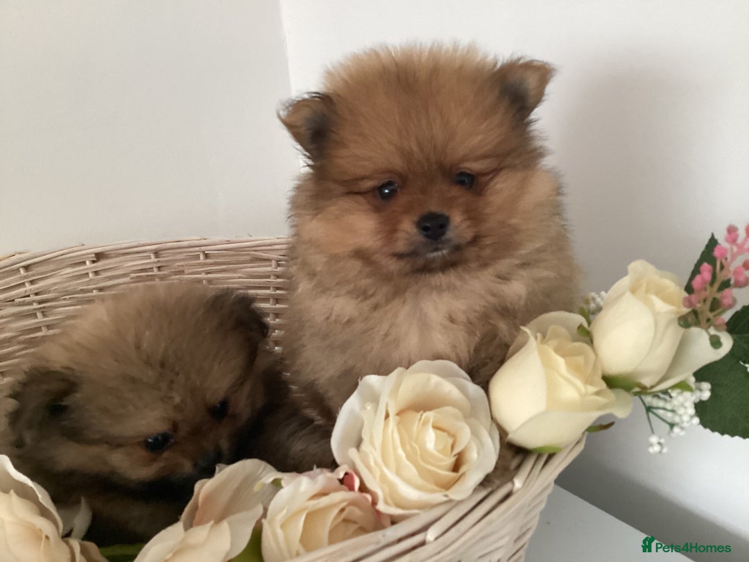 Pomeranian dogs for sale: READY NOW! kc reg STUNNING Pomeranian puppies  - Image 4