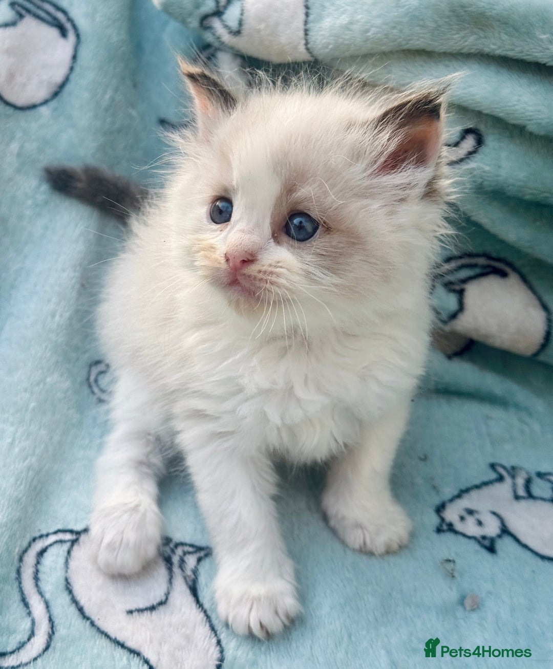 Ragdoll cats for sale: Tortie flame mink sepia cherubim tica females  - Image 8