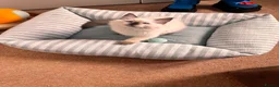 Ragdoll cats for sale: Stunning ragdolls kitten 🥰 - Advert 23