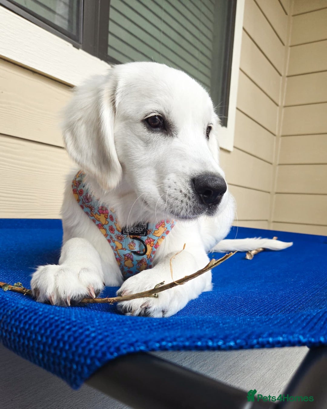 Golden Retriever dogs for sale: Cute Golden Retriever Male - Image 3