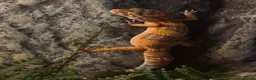 Leopard Gecko reptiles for sale: Female albino leopard gecko in Fakenham - Advert 2