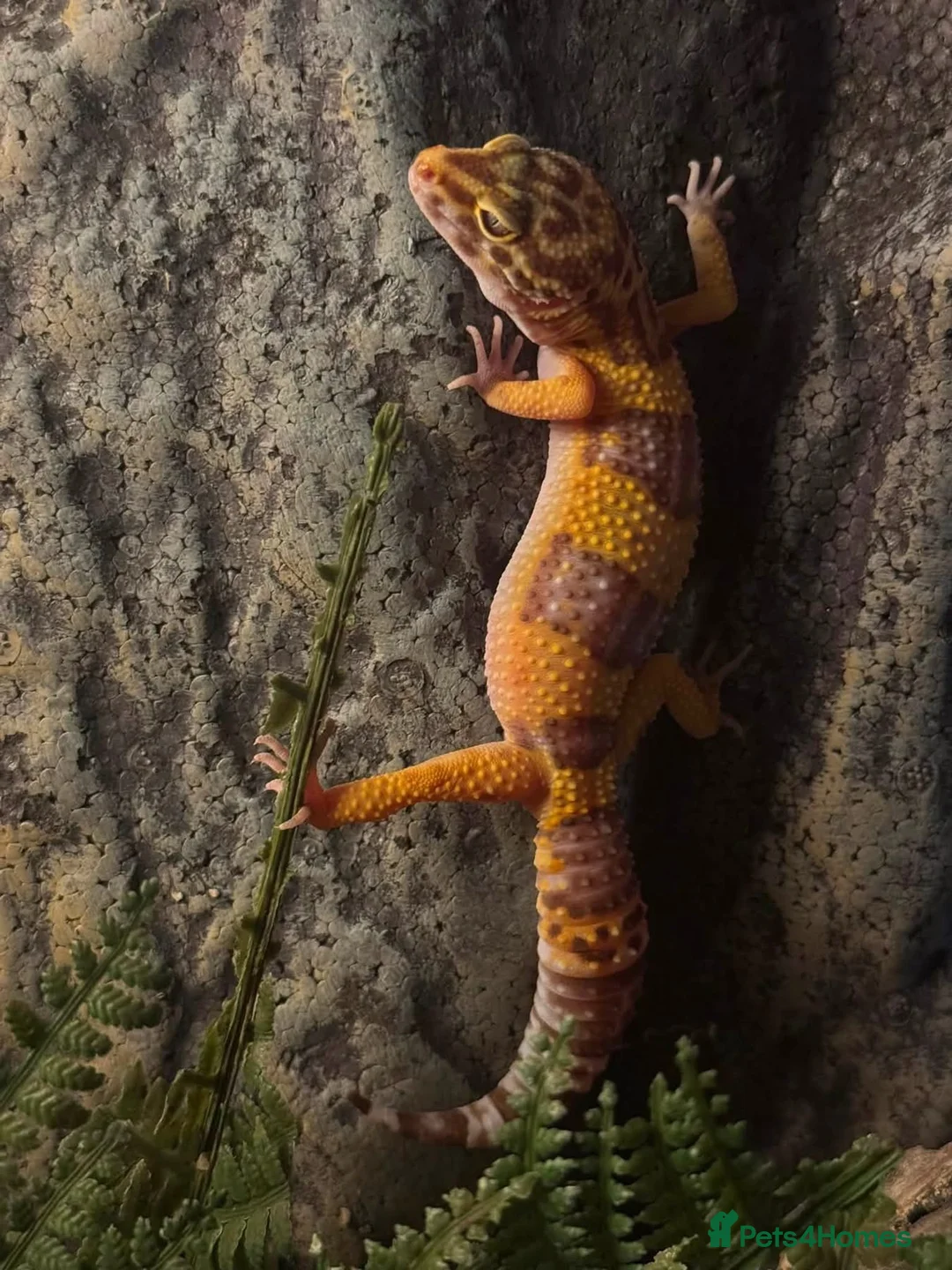 Leopard Gecko reptiles for sale: Female albino leopard gecko in Fakenham - Advert 2