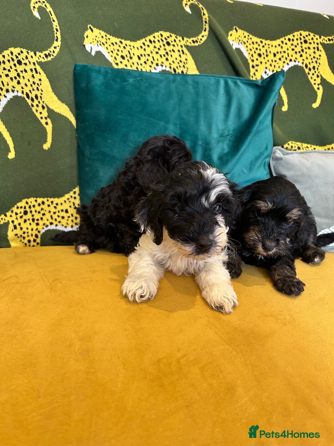 Cockapoo dogs for sale: F1 miniture cocapoos - Image 5