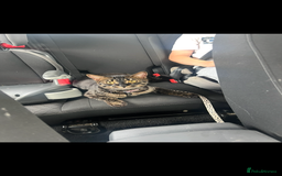 Bengal cats for sale: Female bengal kittens for sale  - Image 12