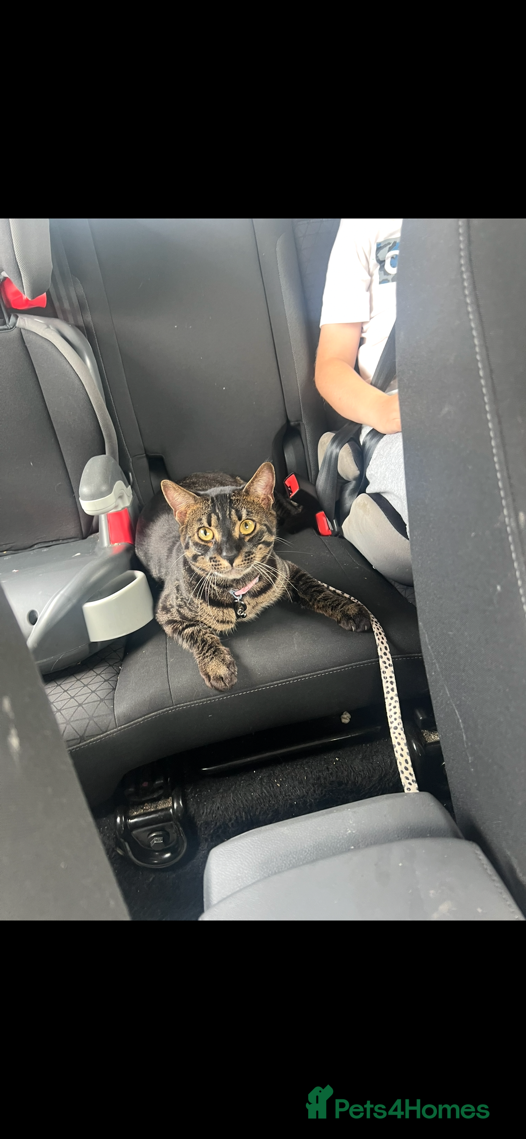 Bengal cats for sale: Female bengal kittens for sale  - Image 12