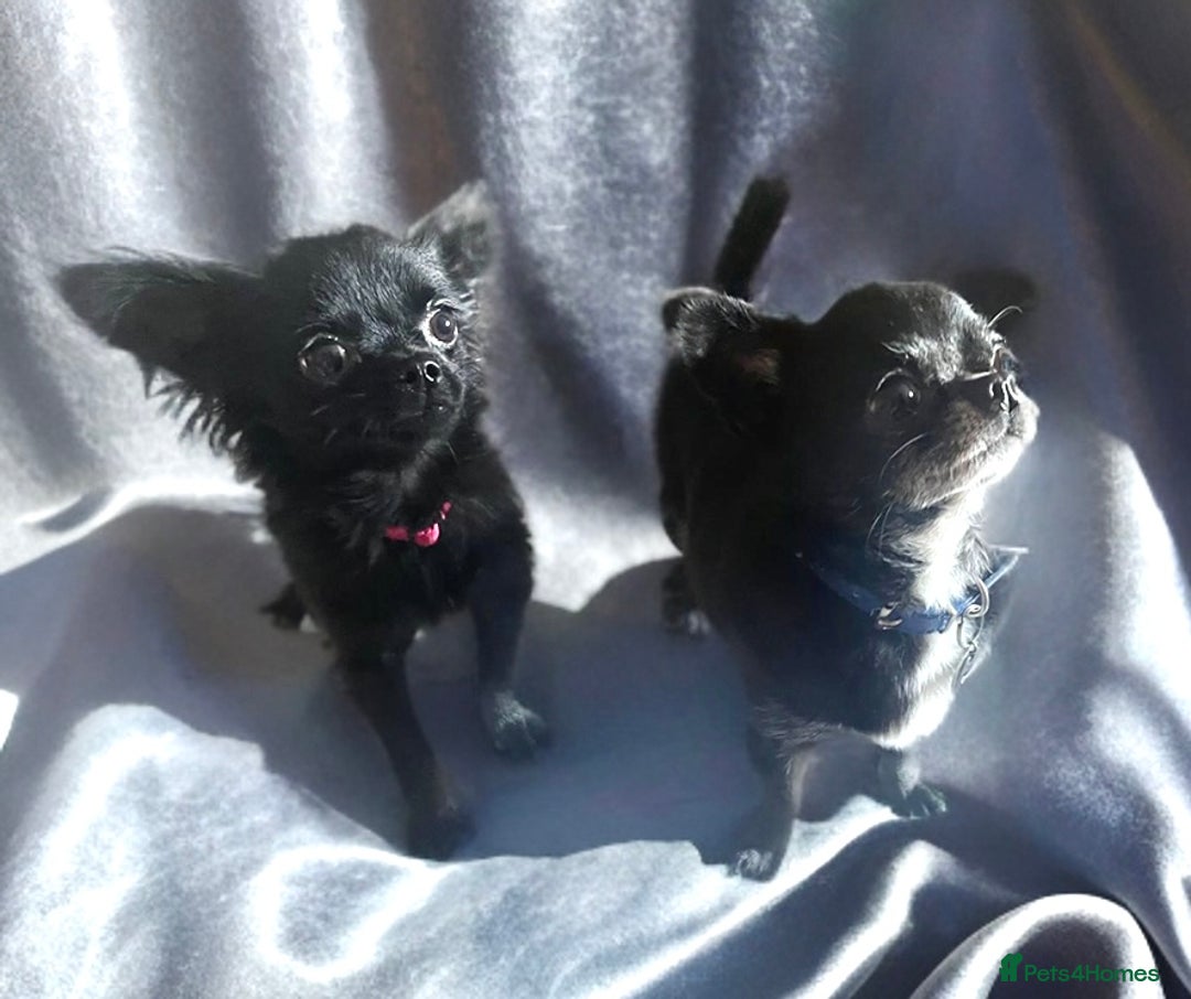 Chihuahua dogs for stud: 2 Super Tiny KC Chihuahua STUDs (Father and son) in Peterborough - Image 10