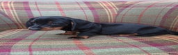 Miniature Dachshund dogs for sale: Black and Tan Miniature Dachshund Puppies 3 Boys - Advert 20