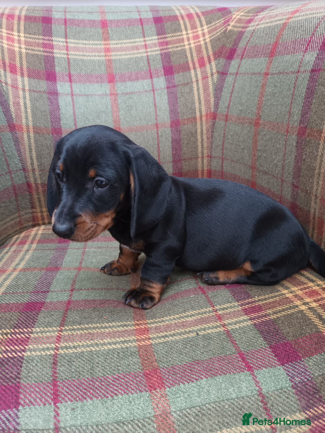 Miniature Dachshund dogs for sale: Black and Tan Miniature Dachshund Puppies 3 Boys - Advert 20